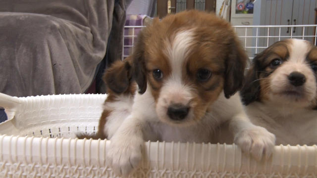 大谷翔平の愛犬「デコピン」で話題！“コーイケルホンディエ”の愛らしい