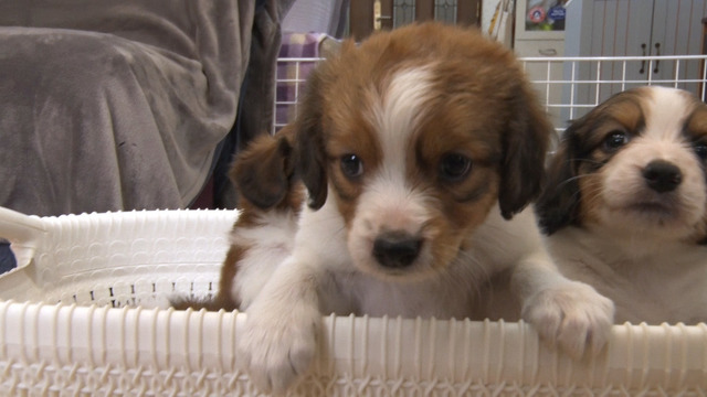 大谷翔平の愛犬「デコピン」で話題！“コーイケルホンディエ”の愛らしい