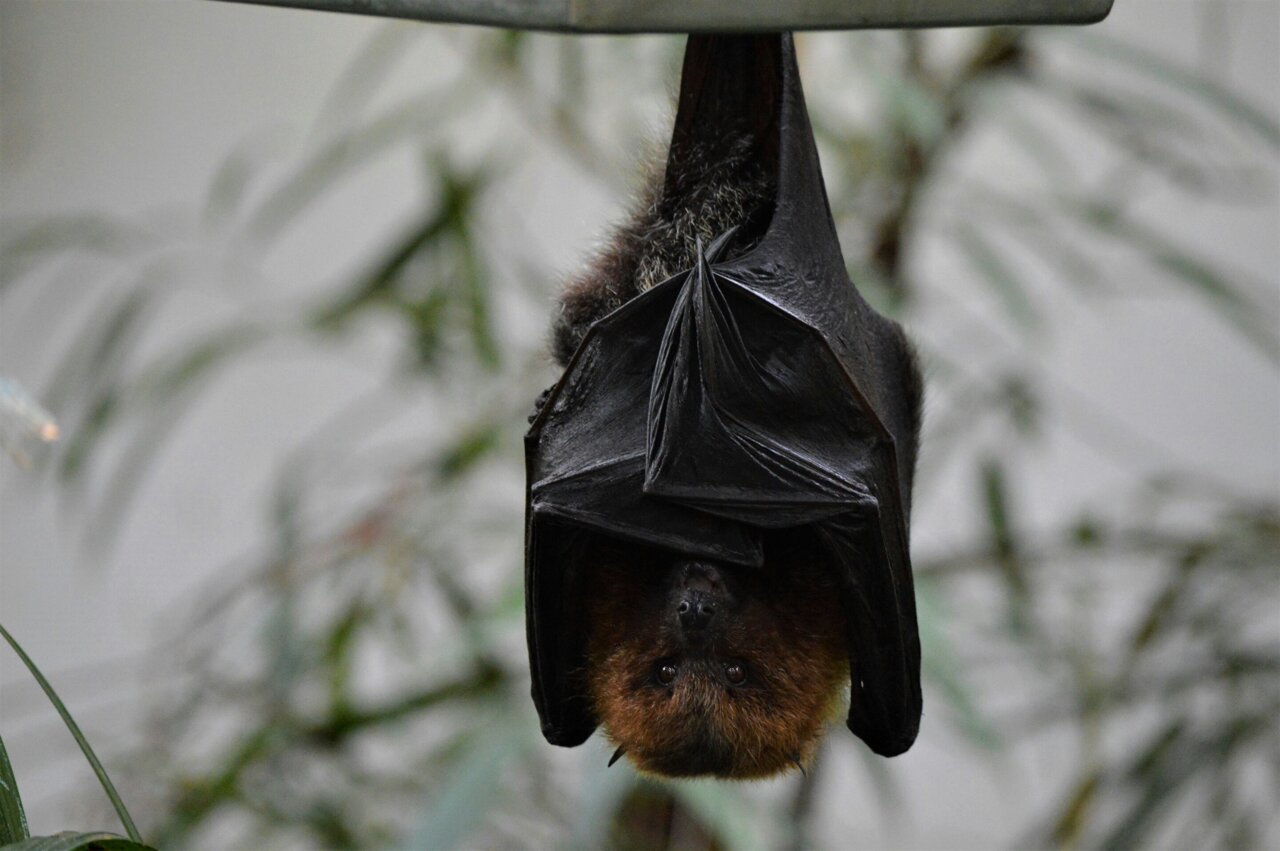 Bat Populations Look To Bounce Back From Another Setback From Deadly Fungus