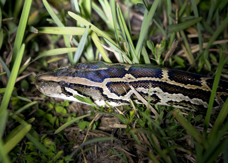 The lighter side of annual Florida Python Challenge: hunter takes ...