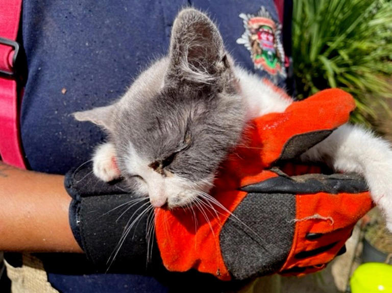 Cat Stuck in Can Rescue: Quick Tips to Save Your Feline Friend