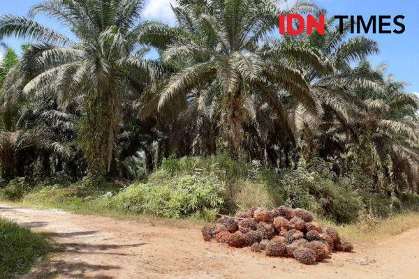 Purbaya temukan praktik under-invoicing akali pajak di perusahaan sawit