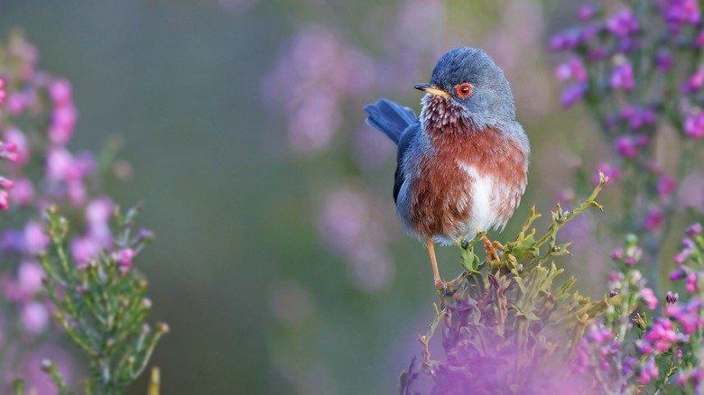 Shrubs That Attract Birds: Top Picks for a Vibrant Wildlife Garden