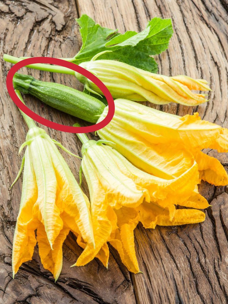 Easy to make Italian stuffed zucchini flowers