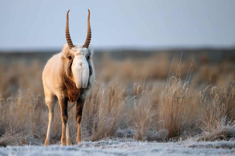 This ice age animal is still alive today thanks to its bizarre ...