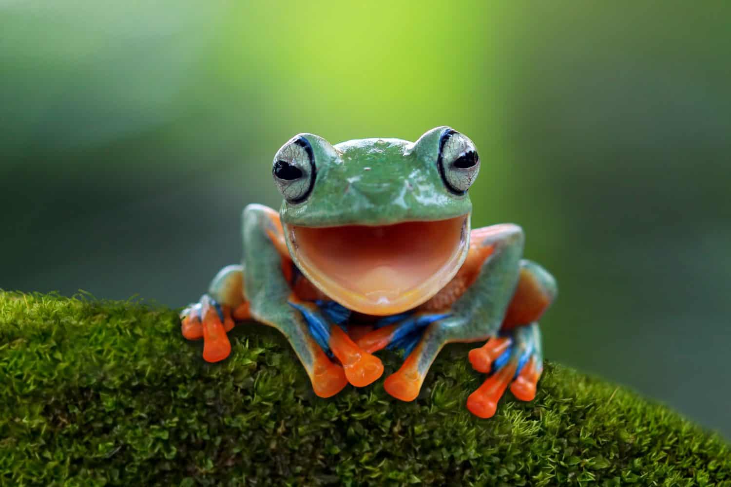10 Frog Species That Croaked (Went Extinct)