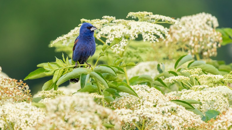 Shrubs That Attract Birds: Top Picks for a Vibrant Wildlife Garden