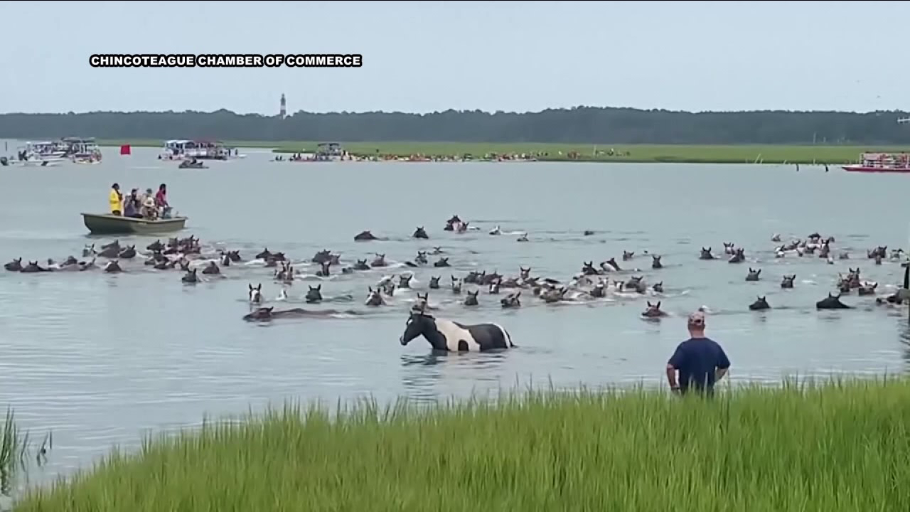 Chincoteague Pony Swim kicks off for 100th year Chincoteague Pony Swim kicks off for 100th year