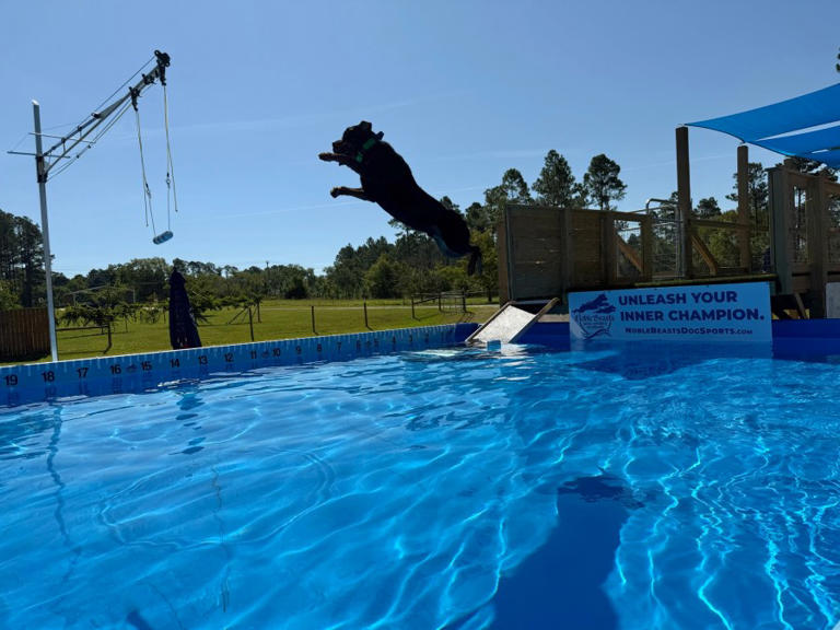 Dock diving competition for dogs coming to Swainsboro