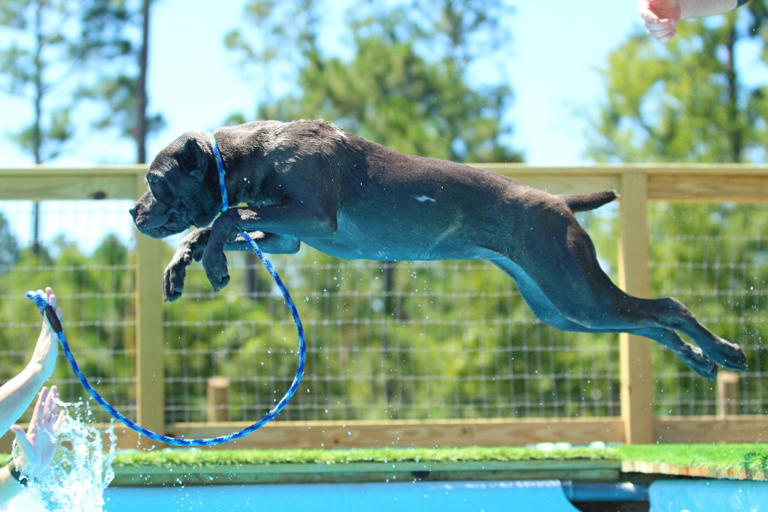Dock diving competition for dogs coming to Swainsboro
