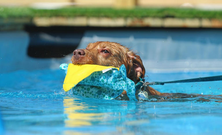 Dock diving competition for dogs coming to Swainsboro