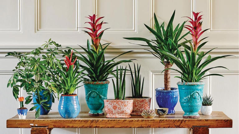 I Write About Houseplants for a Living and These Are the 5 Worst Myths