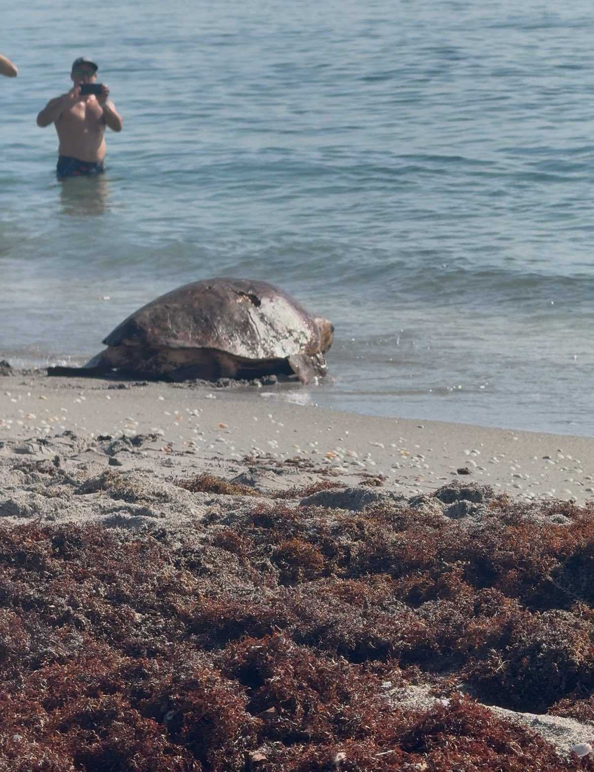 Pregnant sea turtle returns to the ocean