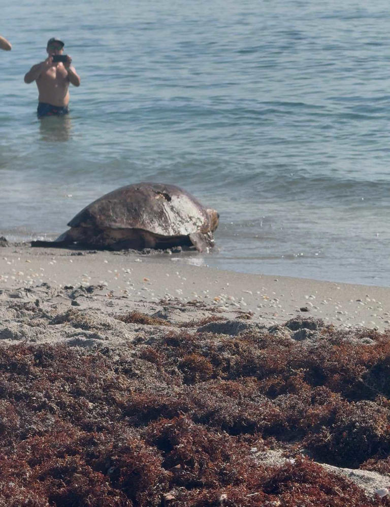 Pregnant sea turtle returns to the ocean