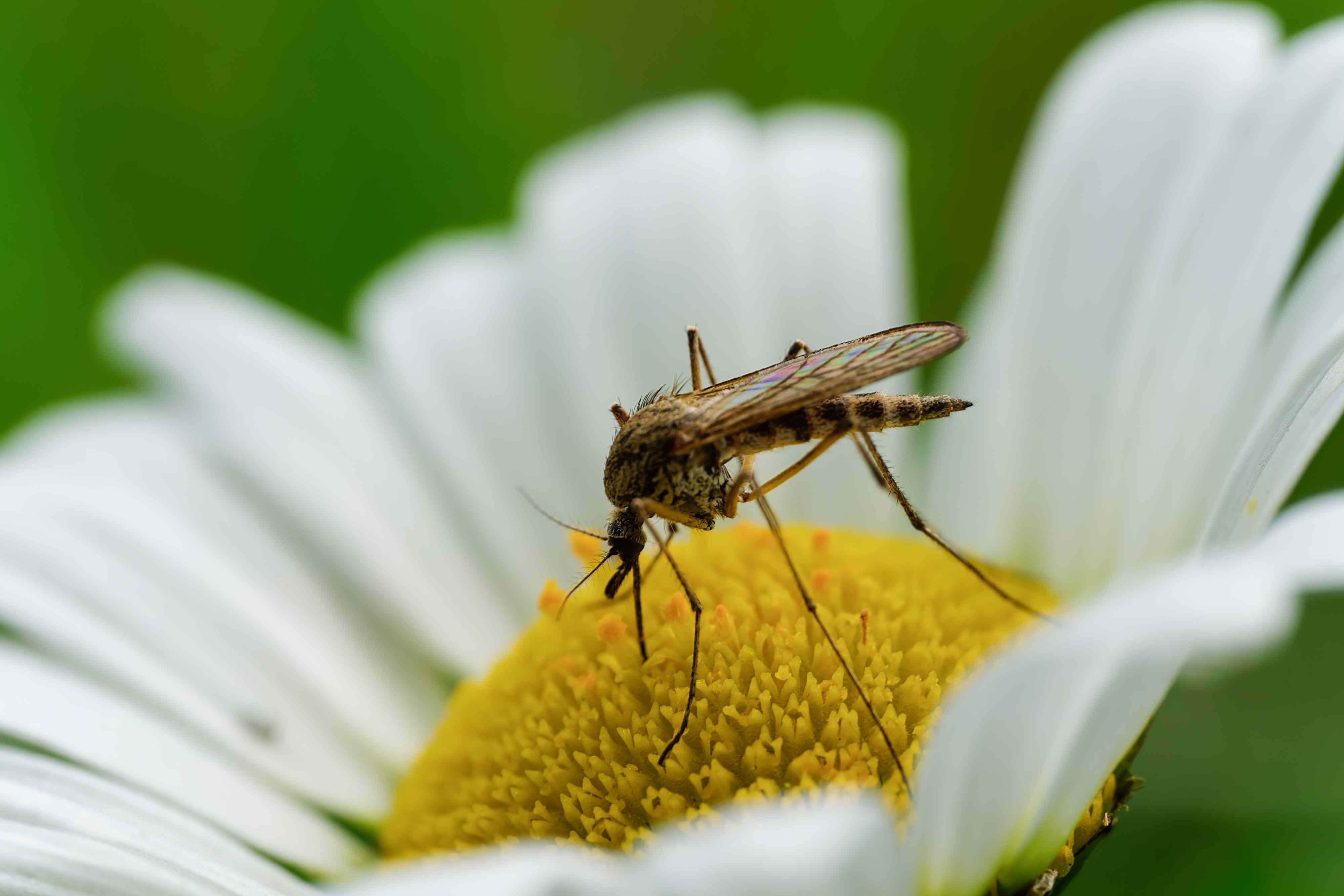 Want Fewer Bugs This Summer? Grow These 8 Plants That Repel Mosquitoes ...