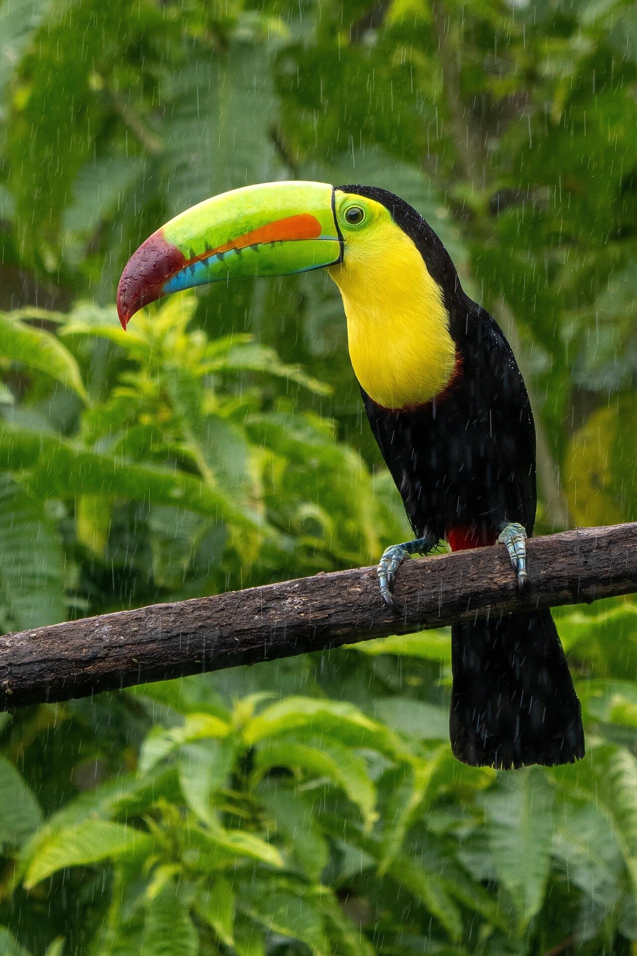 Neighborhood watch: Why closely related tropical animals live together