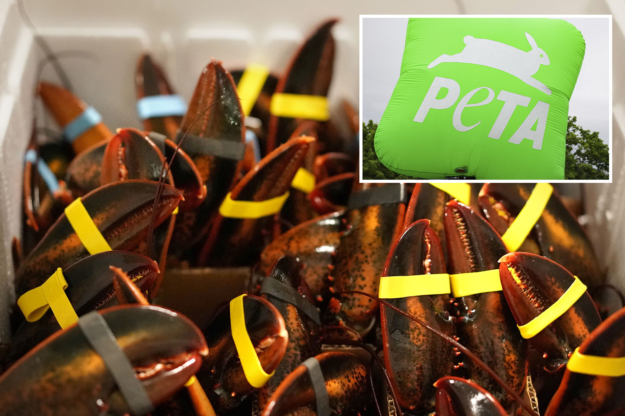 PETA calls Maine lobster festival ‘egregiously cruel’ in new lawsuit ...