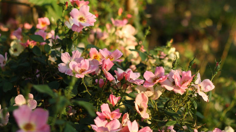 Best Knock Out rose varieties for tumultuously romantic borders and a