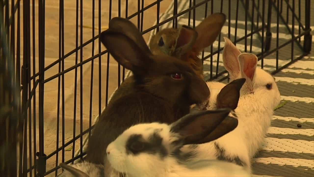 60 domesticated rabbits rescued from abandoned farm in Columbia