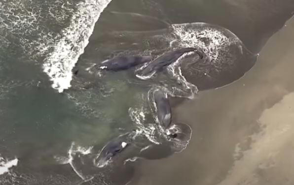 強震前兆？日本首次4頭抹香鯨「同時擱淺」 專家揭真相：極為罕見