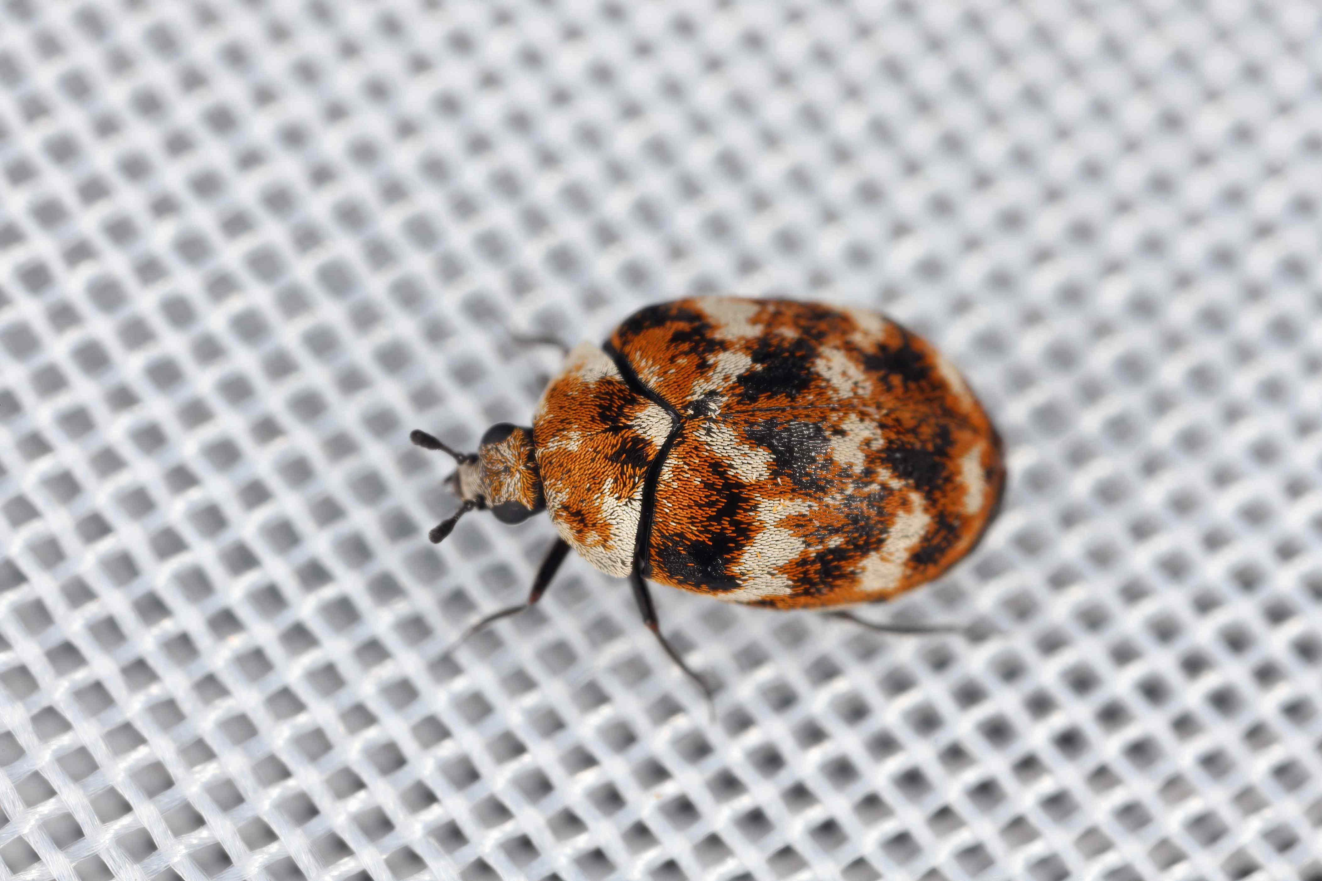3 reasons you keep finding carpet beetles in your home