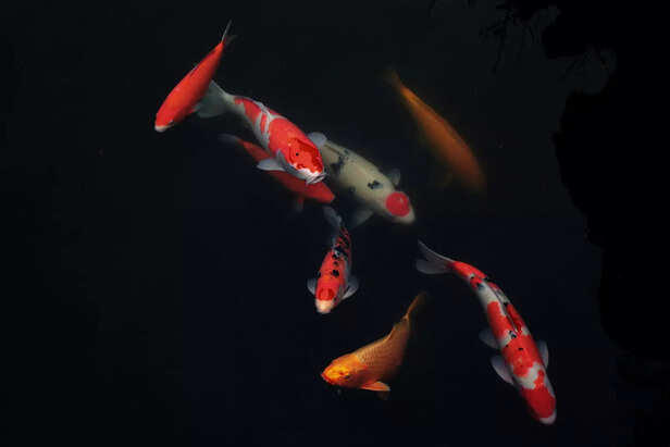 The 5 Longest-Living Aquarium Fish