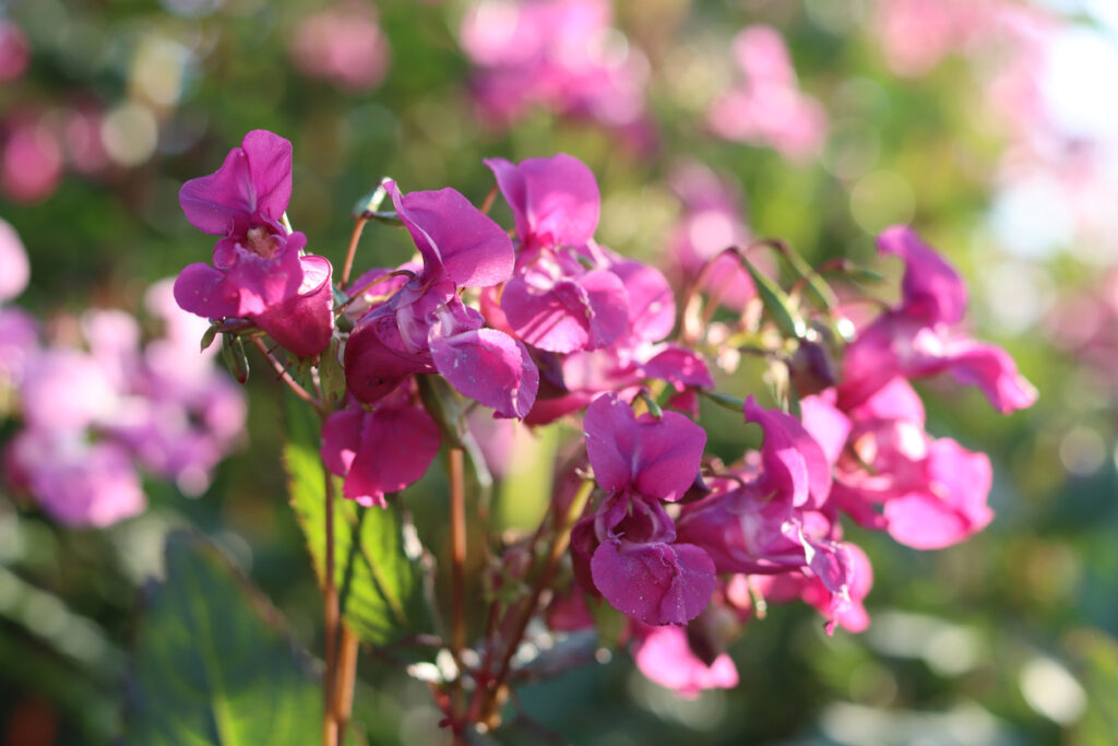 Invasive Plants You Should Never Buy At The Garden Centre