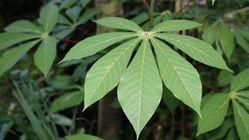 Apakah Daun Singkong Tingkatkan Asam Urat? Ini Fakta Sebenarnya