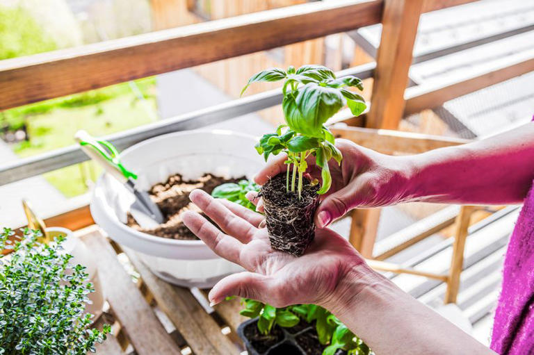 Basil will 'thrive' all year round with two simple gardening rules