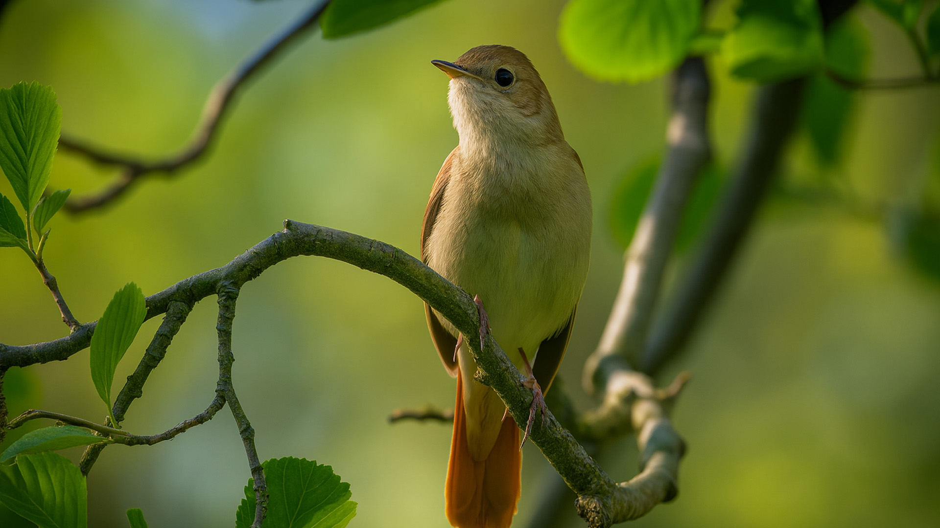 What Kind of Bird Chirps at Night: Discover the Nocturnal Singers