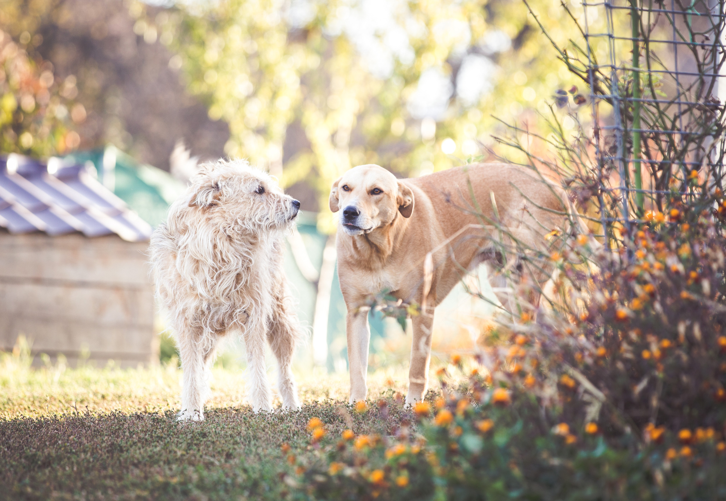 Woman adopts two rescues, captures moment they realize they're finally safe