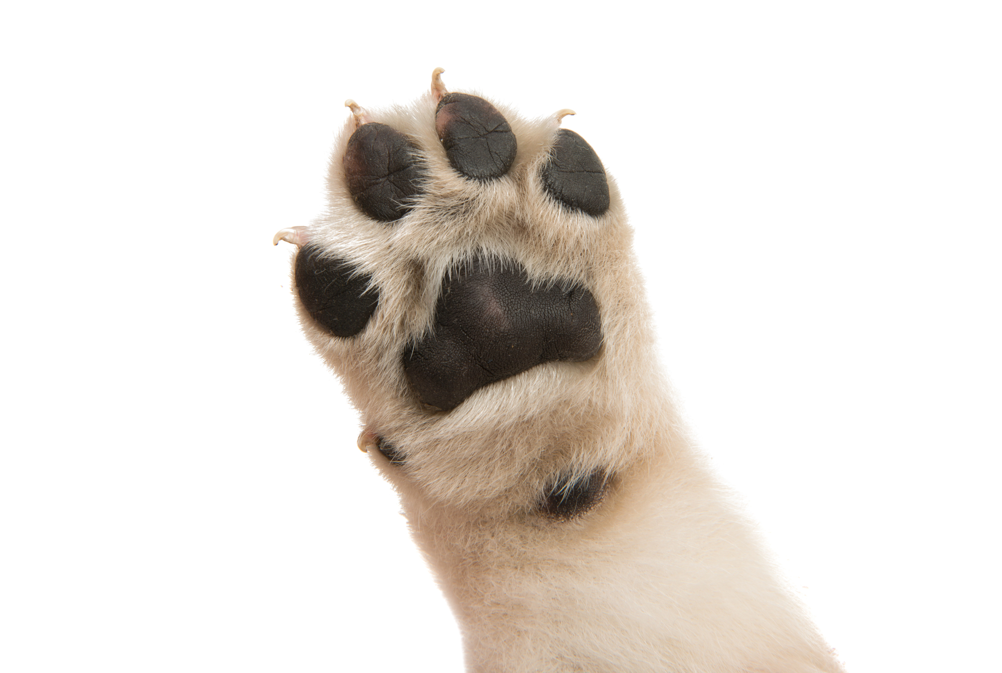 15 Tricks to Keep Floors Clean with Pets
