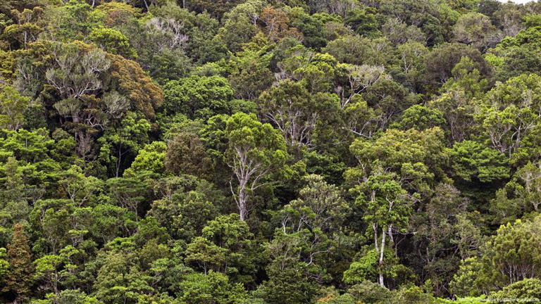 The new discovery that trees contain vast microbiomes suggests each tree is a whole ecosystem