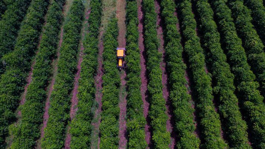 Brasil se movimenta para buscar alternativas de mercado à produção de café, se o tarifaço for mantido para o setor Foto: Miguel Pessoa/Estadão