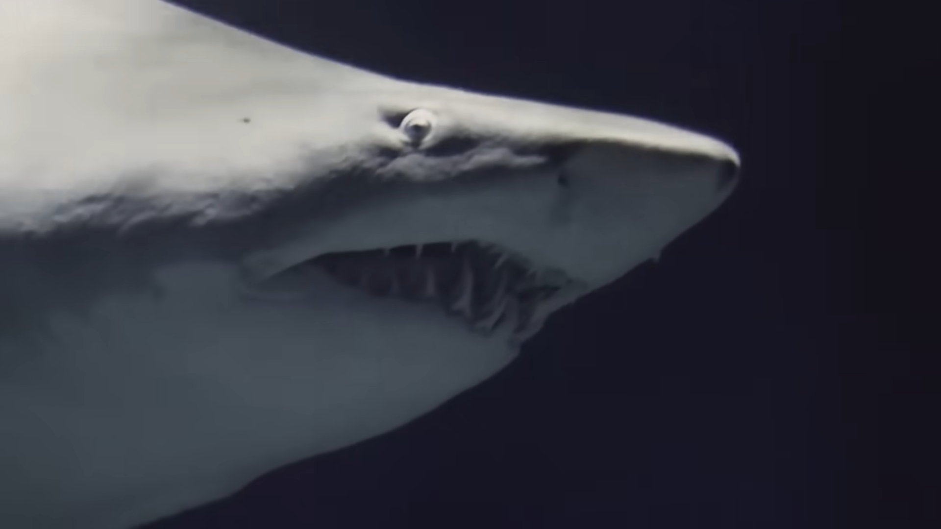 Surviving the Deadliest Shark Attack in History - USS Indianapolis