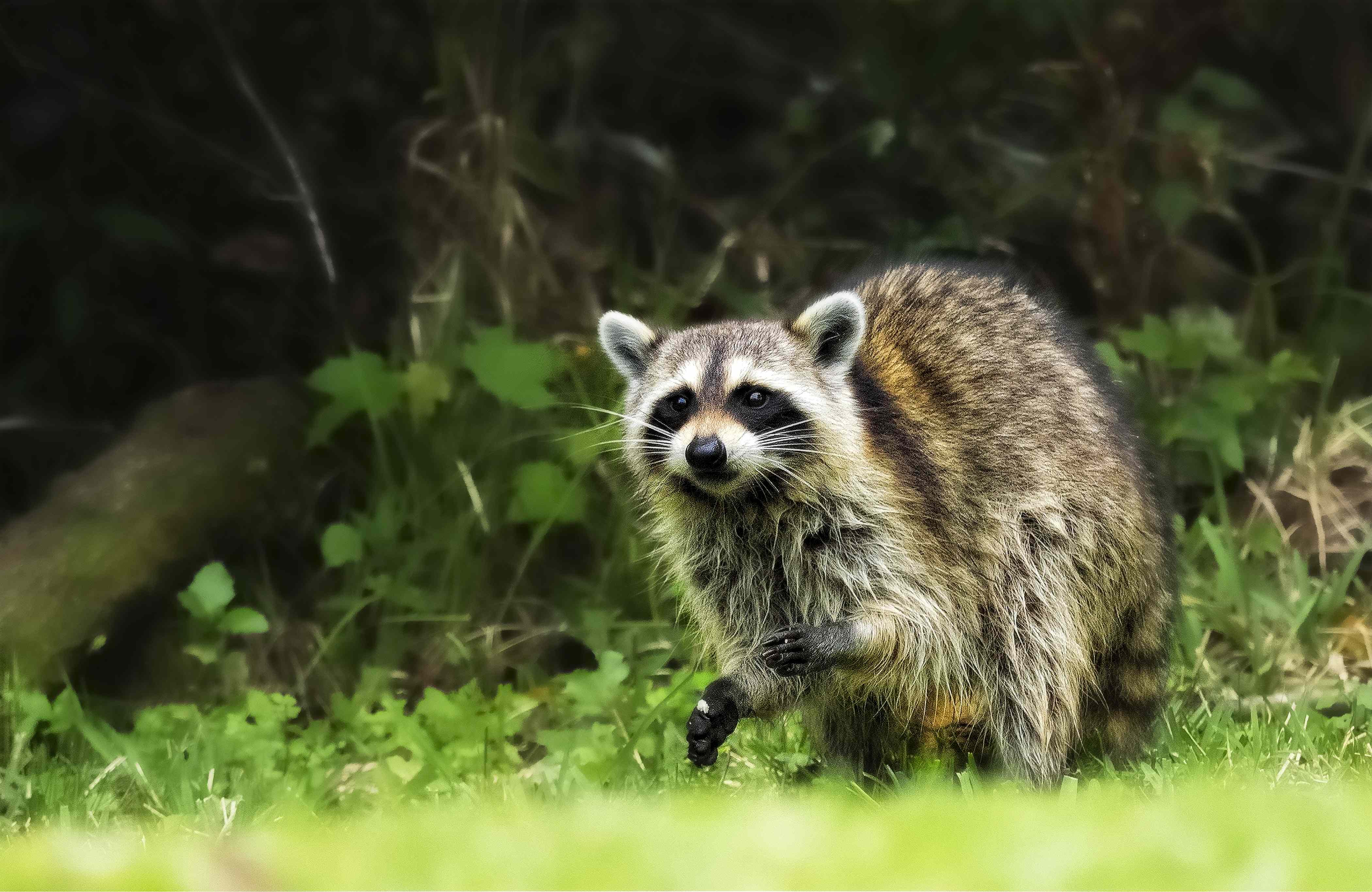 How to keep raccoons away from your yard, according to wildlife experts