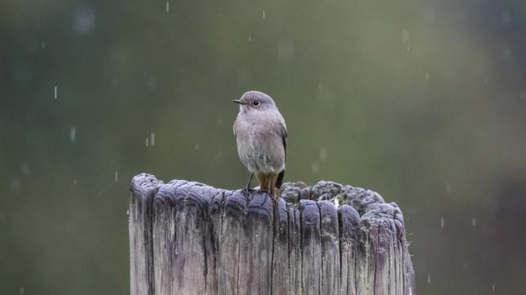 Curated visual reference: Picture Idea: Birdhouse Features That Ll Help Protect Your Feathered Friends From