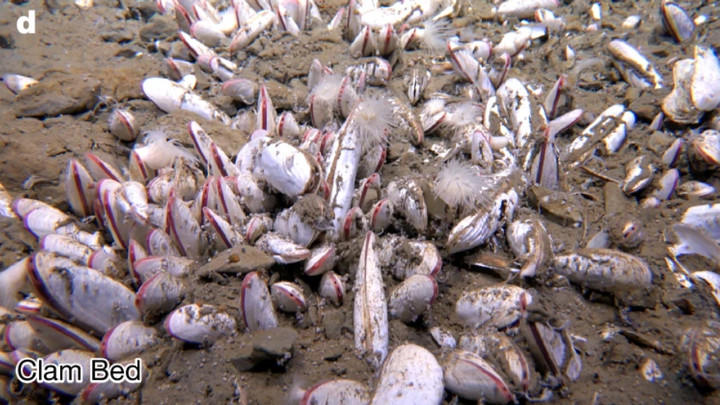 Bentuk kehidupan hewan laut dalam berupa kelompok bivalvia (kerang-kerangan) dalam jumlah yang sangat banyak di Palung Mariana. Foto: Nature