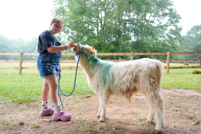 This Georgia highland cows farm is a family-run, glamping getaway you ...
