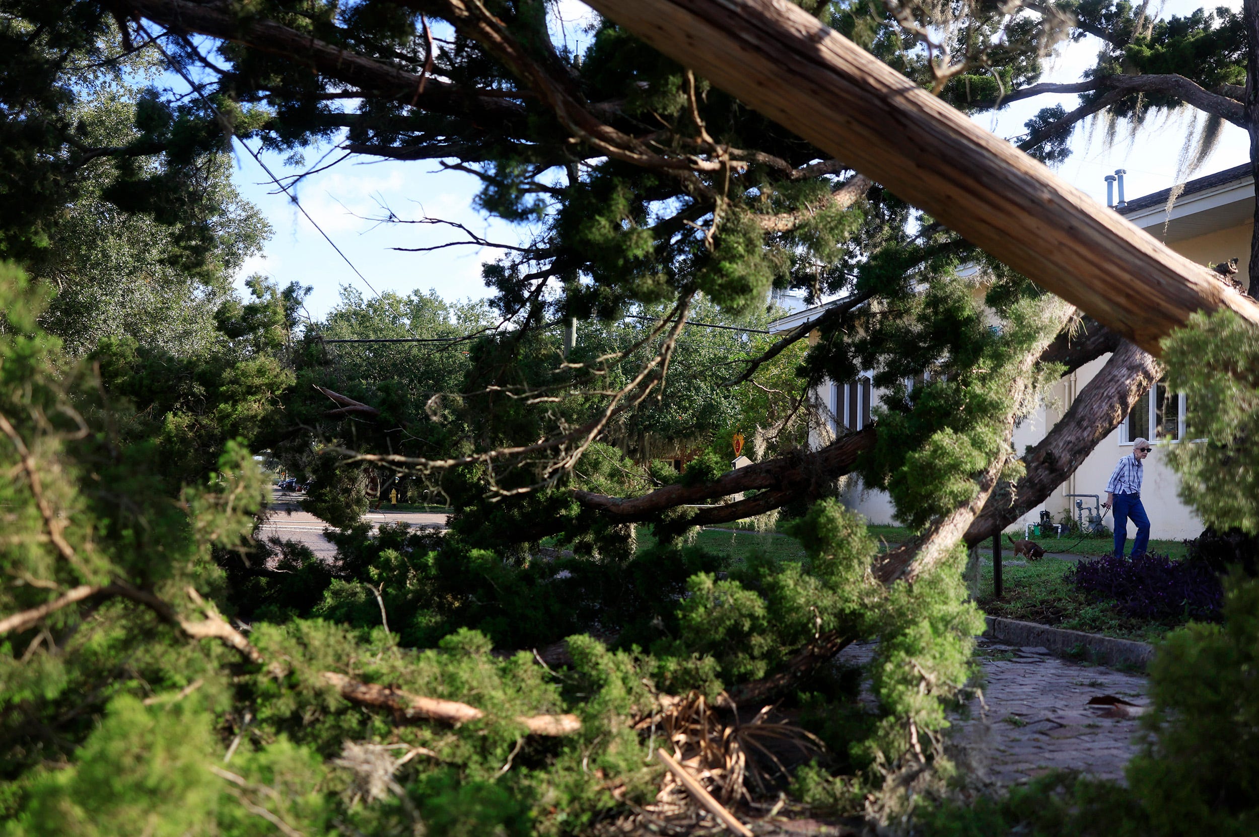 Are you liable if a tree falls on your neighbor's property? Here's what ...
