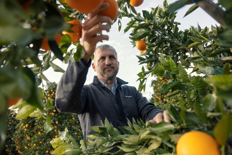 Gerrit van der Merwe, directeur général de l'exploitation d'agrumes ALG, scrute des oranges à Citrusdal en Afrique du Sud, le 25 juillet 2025.