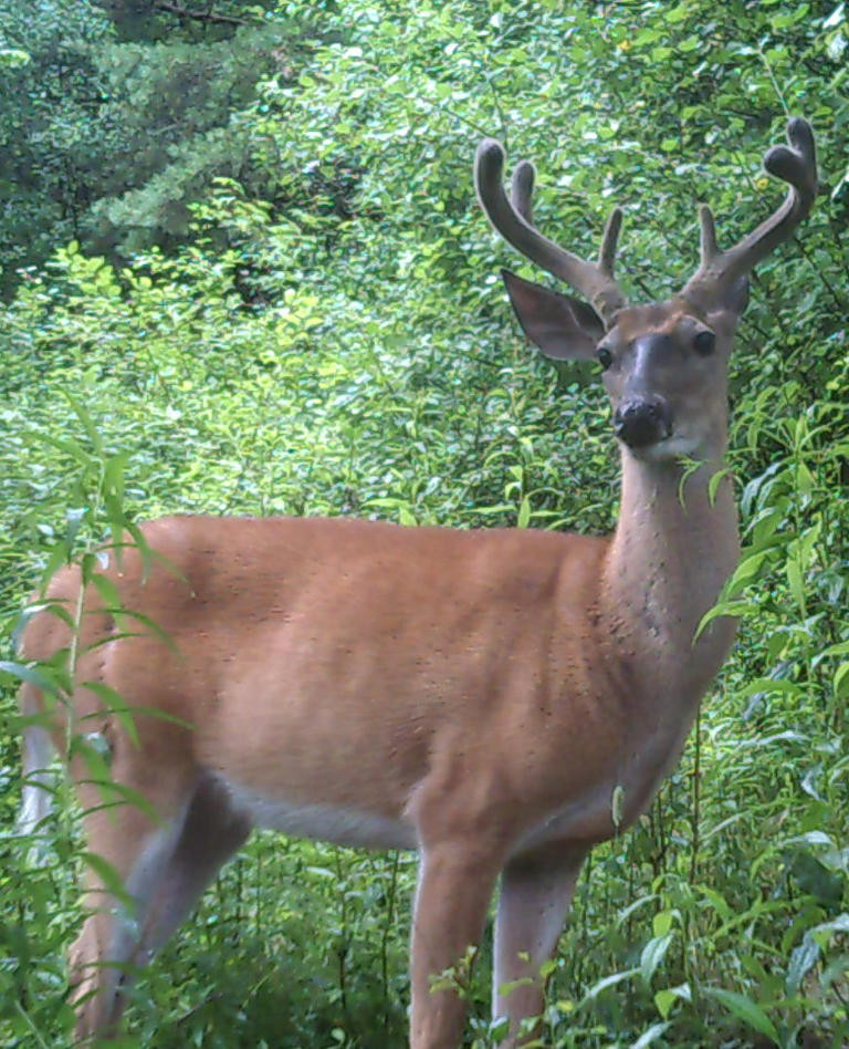 DEC wants hunters to harvest more deer in parts of New York state. Here ...