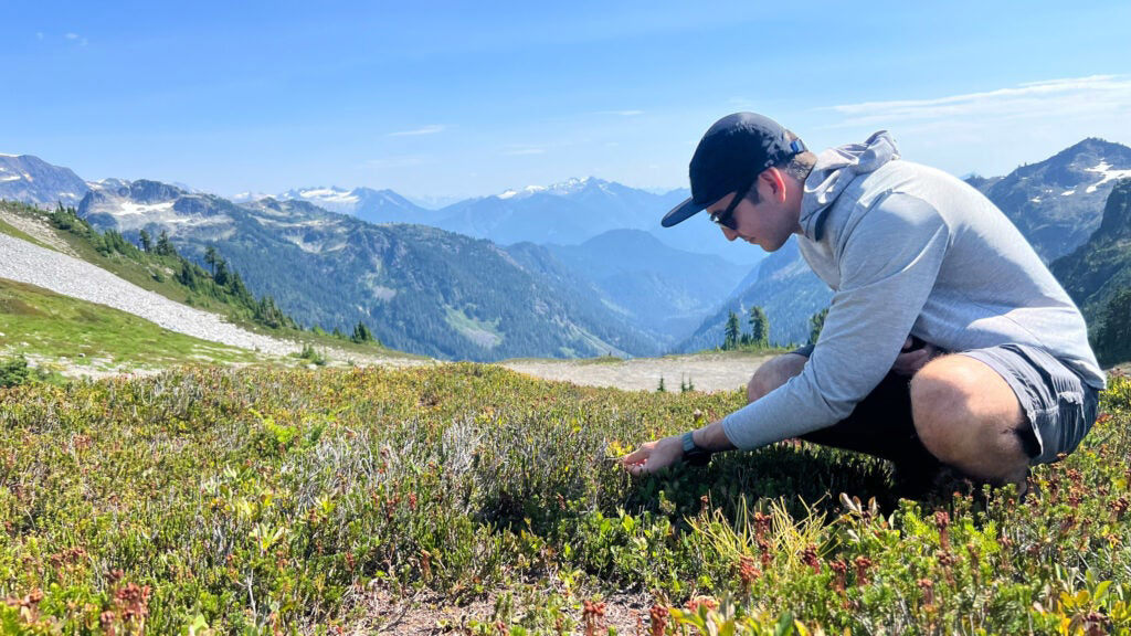 4 Edible Berries Every Hiker Should Know 4 Edible Berries Every Hiker Should Know