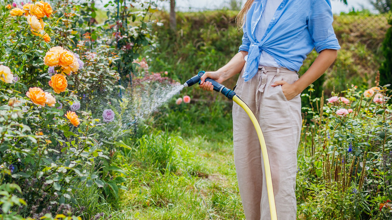 How To Spot The Sneaky Signs Your Roses Are Overwatered