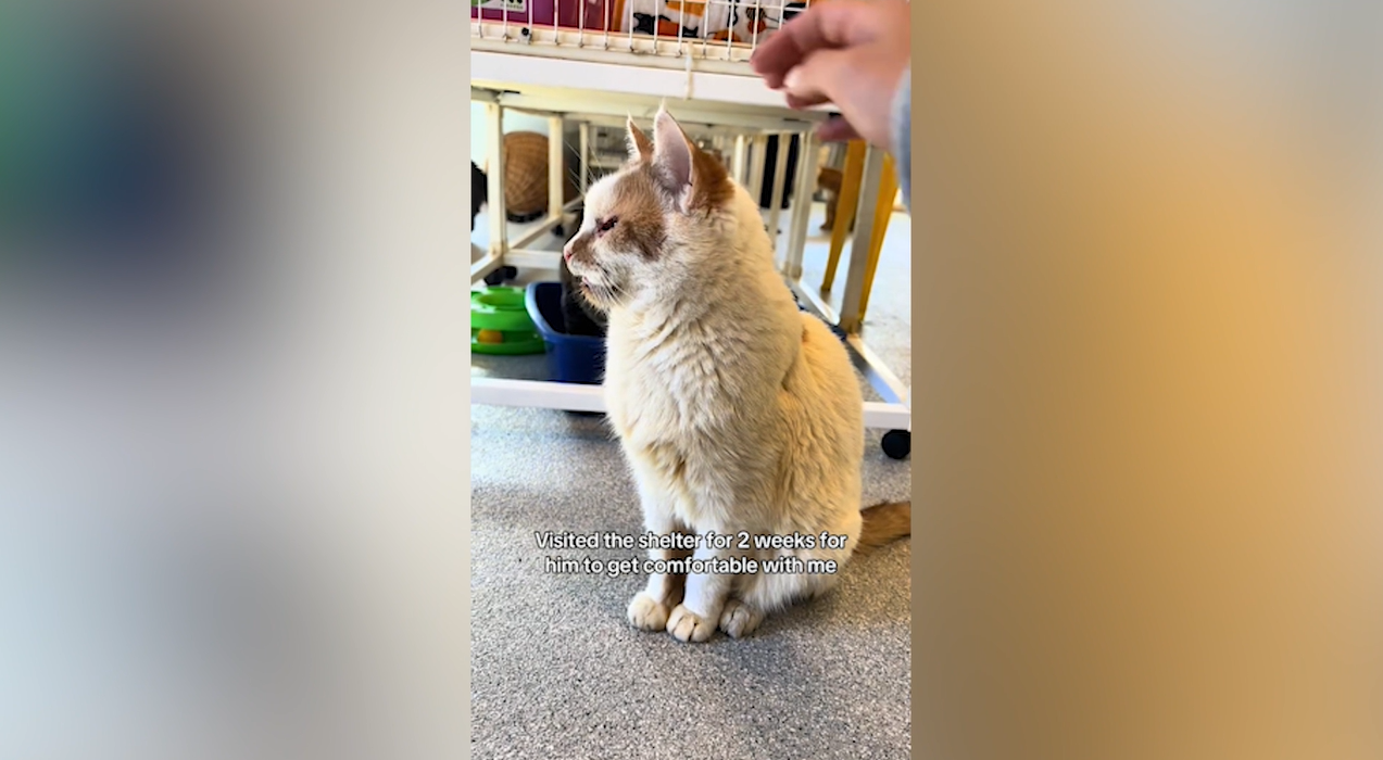 Woman Adopts Cat That Had 'Given Up'