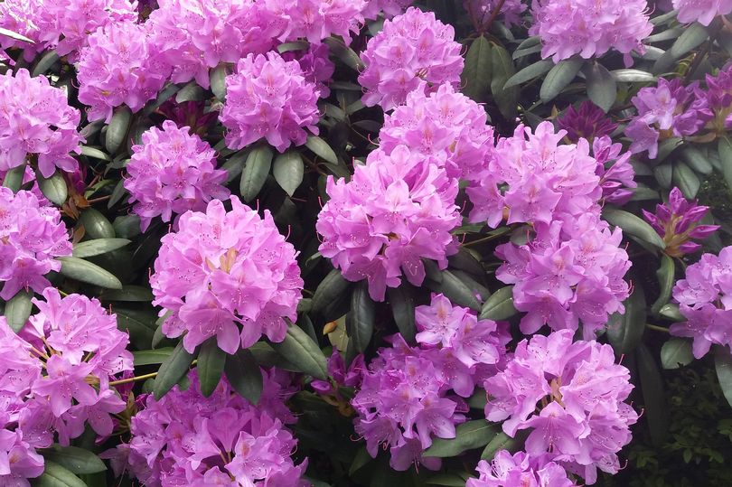 Monty Don says rhododendrons will &amp;#39;not flower properly&amp;#39; next year if ...
