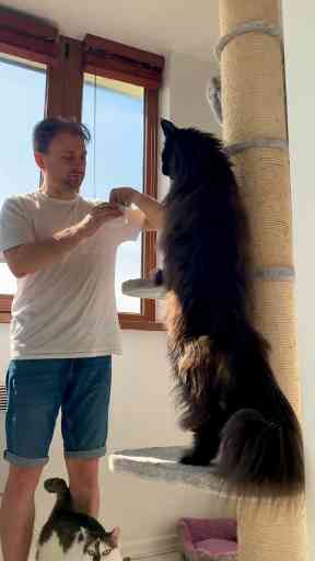 Zeus vs. House Cat: Adorable Size Comparison