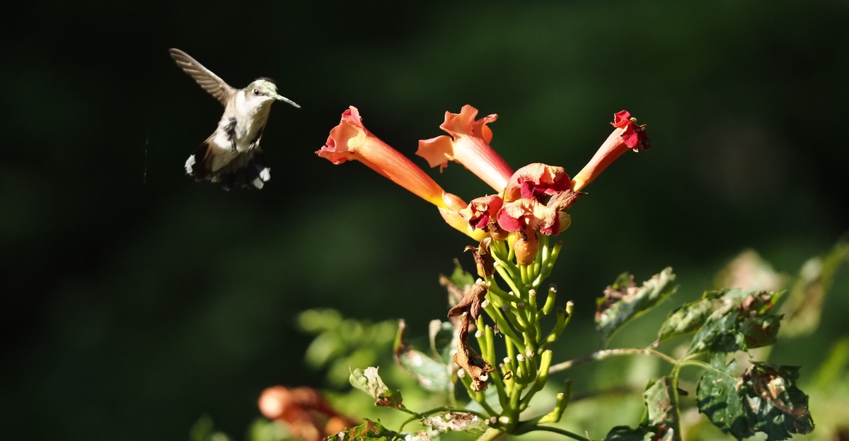 What Colors Attract Birds: Top Shades to Draw Feathered Friends