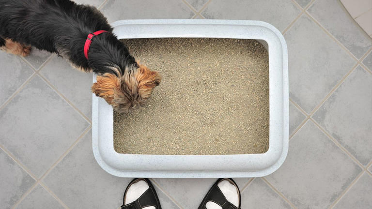 Can You Train a Dog to Use a Litter Tray: Expert Tips