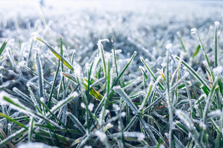 Can Fescue Seed Survive Freezing Weather: Essential Survival Facts